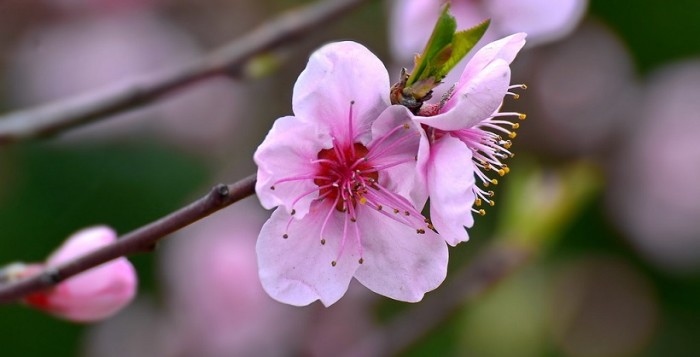 В Севастополе цветут персик, алыча и японская айва (фото)